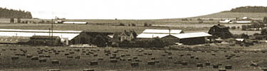 Agricultural landscape