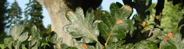 Detailed cross-section image of oak leaves