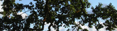 Image of the branches of an oak tree in the park