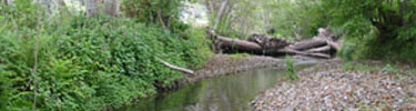 Redwood Creek