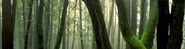 Forest scene at Phleger Estate