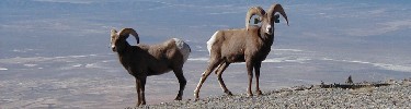 Bighorn Sheep