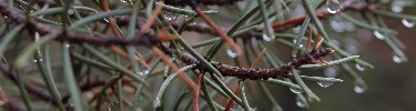 Pinyon Pine after storm