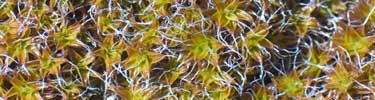 Grimmia