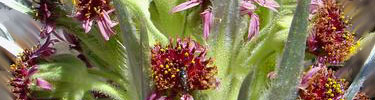 The bright pink-red flowers of the ahinahina attract insects like this bee.