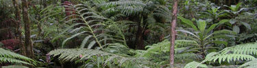 Ferns create a dense understory in the native forest.