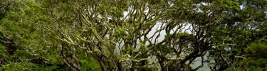 Moss covered limbs characterize the native koa trees.