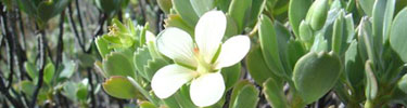 Delicate white blossoms adorn the silver-grey leaves of the nohoanu.