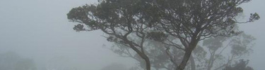 Koa trees in the dense clouds of the forest.