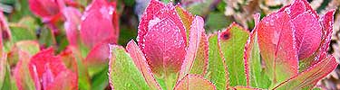 The brilliant pink and red highlights the new growth of the ohelo bush.