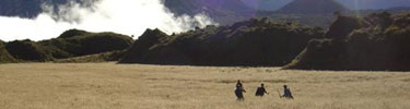 Hikers wade through waist-deep grasses near Paliku Cabin.