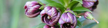 A pua-hekili flower begins to open with purple buds.