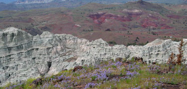 Image of Blue Basin and Big Basin with flowers.