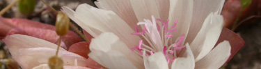 Image of a bitterroot flower