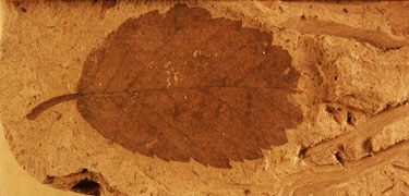 Image of a fossil leaf.