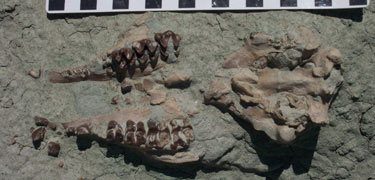 Image of an oreodont embedded in rock.