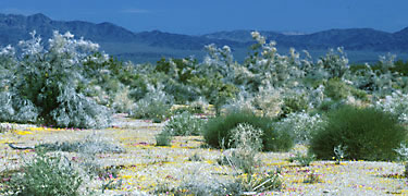 Wildflowers in a desert wash
