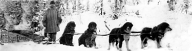 Dog sled team