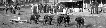 training sled dogs in seattle 1898