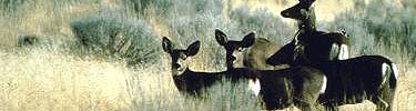 Mule deer