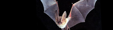 Townsend's Big-Eared Bat