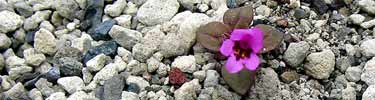 Tiny monkey flower in pumice gravel