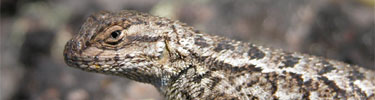 Sage Lizard