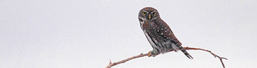 Northern pygmy owl