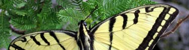 Double-Tailed Swallowtail Butterfly