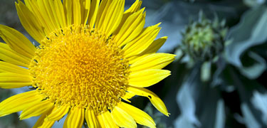 Yellow Sunray flower by Luther Bailey