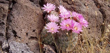 Flowering Fish Hook Cactus