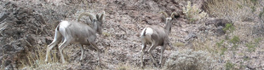 Big Horn Sheep