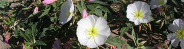 Desert Primrose