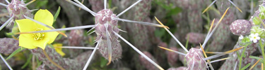 Pencil Cholla with flower