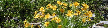 Arrowleaf Flowers