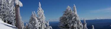 snow ladden trees set against a deep blue backdrop of mill creek canyon