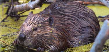 Beaver