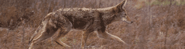 Coyote. Photo by John and Karen Hollingsworth.