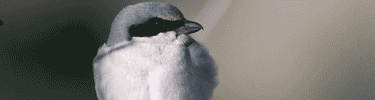 Loggerhead Shrike. Photo by Dave Menke.