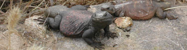 photo of chuckwallas