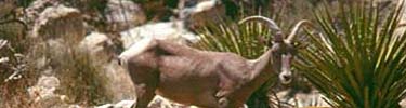 picture of bighorn sheep