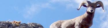 Bighorn Sheep