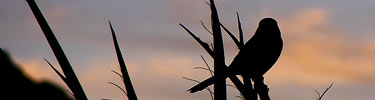 photo of bird