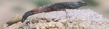 chuckwalla