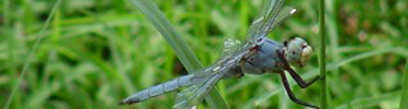 photo of dragonfly