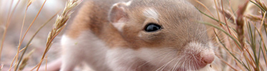 photo of kangaroo rat