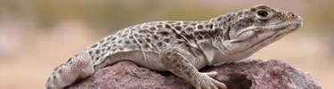 photo of leopard lizard