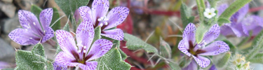 Lilac Sunbonnet