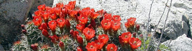 photo of Mojave mound cactus in bloom