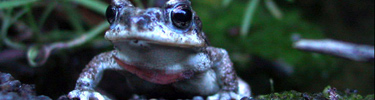photo of red spotted toad